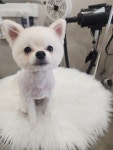 화려하개