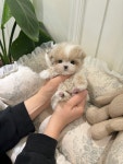 부산강아지분양 퍼피룸