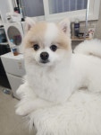 화려하개