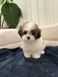 부산강아지분양 퍼피룸