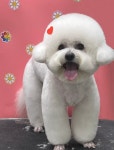 빵지펫살롱