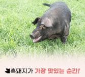 진정한고깃집명품장어 진고명장
