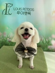 루이펫독