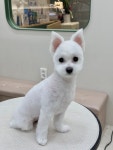 하이벨몽