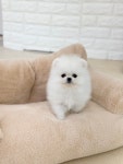 제니스펫