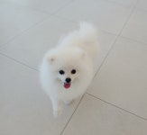 파파독 동해