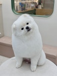 하이벨몽
