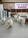생글댕글 강아지 유치원