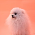 멍스테이 애견미용 애견호텔 수원점