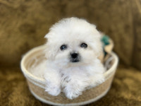 가온펫 안심분양센터