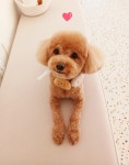 엘린독