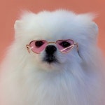 멍스테이 애견미용 애견호텔 수원점