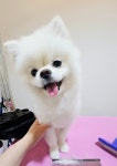 댕긋댕긋