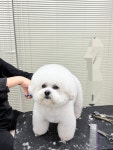 댕댕이 미용실