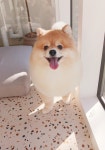엘린독