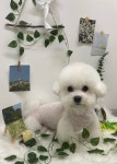 헬로우버디 그루밍센터 분당점