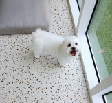 엘린독