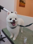 유별난 가위
