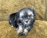 가온펫 안심분양센터