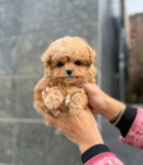 바나개 강아지고양이 마포점