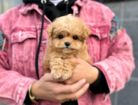 바나개 강아지고양이 마포점