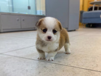 바나개 강아지고양이 마포점