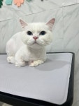 하이댕냥