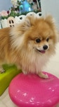 펫스 유치원 펫스테이션점