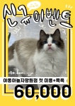야옹아놀자 망원점