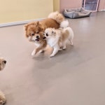 리틀댕댕 인천점