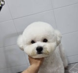 꾸안꾸독애견미용실