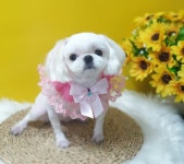 꾸안꾸독애견미용실