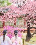 중문명가아로마