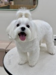 하이벨몽