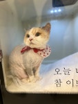 고양이미용실 샤토미뇽