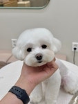 하이벨몽