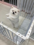 동글하개