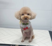 꾸안꾸독애견미용실