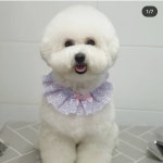 꾸안꾸독애견미용실