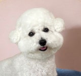 스마일 애견미용