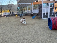 선샤인반려견유치원