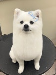 댕댕이발소