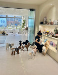 댕구르르 애견유치원 & 카페 & 미용 & 호텔