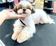 굿데이멍 애견미용실