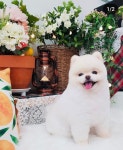 늘예쁜개