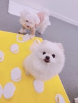 내 강아지의 봄 일산애견유치원&애견호텔