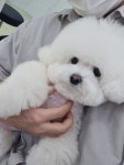 바우와우 펫살롱