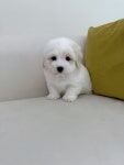 도그송 강아지분양 인천 송도점