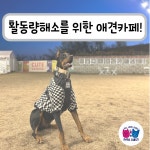 서촌동댕번지 애견 호텔&유치원&카페