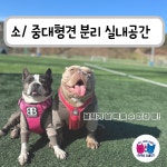 서촌동댕번지 애견 호텔&유치원&카페